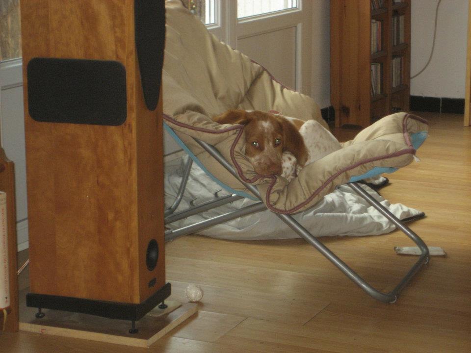 Mon chien en mode relax.