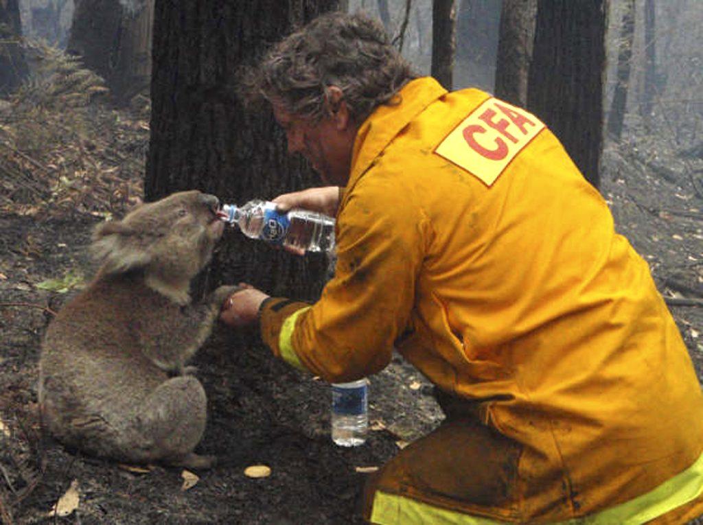 Sam le Koala femelle et son sauveur